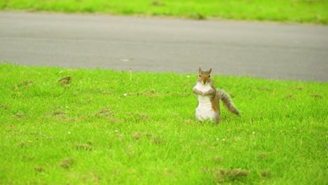 Funny-squirrel-looking-in-the-camera-holding-his-hands-together-and-suddenly-in-very-nimble-way-turn-runs-away-stops-and-run-away-from-the-frame-can-be-used-for-voice-over-or-comical-scene-unique