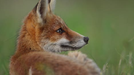 Close-up-profile-shot-of-red-fox-lying-down,-staring-in-one-direction