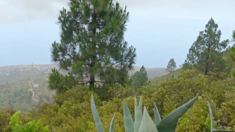 Tilt-up-from-exotic-plants-to-pine-tree-in-Tenerife-Island
