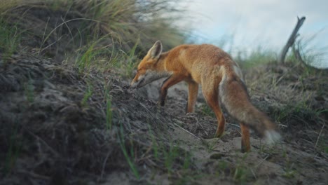 Red-fox-walking-up-sand-dune-foraging-along-Dutch-coastline