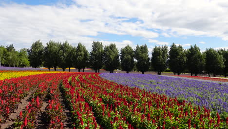 Eine-Sanfte-Schwenkaufnahme-Eines-Weitläufigen-Blumenfeldes,-Das-Mit-Leuchtenden-Rottönen,-Sonnigen-Gelbtönen-Und-Satten-Lilatönen-Bemalt-Ist-Und-Einen-Atemberaubenden-Wandteppich-Natürlicher-Schönheit-Schafft