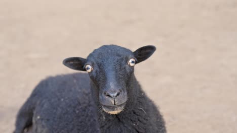 Close-up-of-a-black-sheep-on-barren-ground