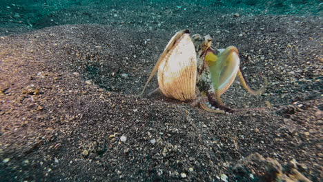Kokosnuss-Oktopus-Läuft-über-Sandigen-Meeresboden-Und-Trägt-Zwei-Muschelhälften-Um-Sich-Herum