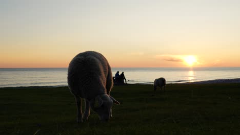 Sheep-enjoying-the-grass-at-Uttakleiv-beach-during-the-midnight-sun-in-Lofoten,-Norway