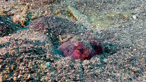 Kokosnuss-Oktopus-Verschwindet-Vom-Meeresboden,-Indem-Er-Sich-In-Dunklen-Sand-Eingräbt