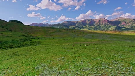 Aerial-over-green-hills-and-meadows-near-the-Crested-Butte-mountain-with-wild-horses-in-foreground,-Colorado,-USA