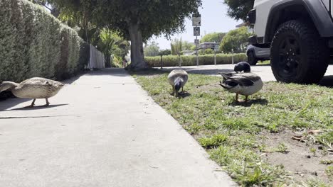 closeup-of-ducks-randomly-walking-on-the-streets-of-Los-Angeles