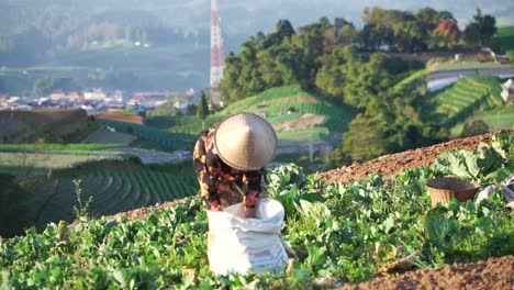 Toma-En-Cámara-Lenta-Que-Muestra-A-Un-Granjero-Indonesio-Cosechando-Vegetales-De-Una-Plantación-En-Terrazas-En-Una-Colina---De-Cerca