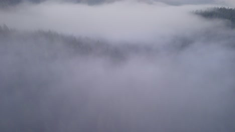 Flying-above-fog-clouds-that-are-above-a-pine-tree-forest,-mysterious-horror-movie