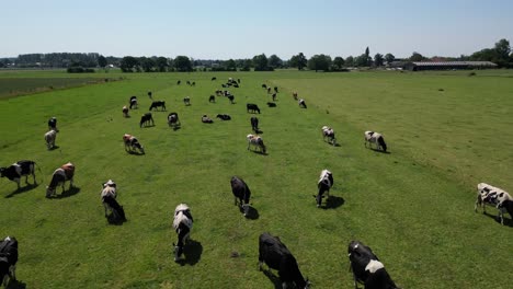 Drone-flying-over-cows-in-a-green-landscape