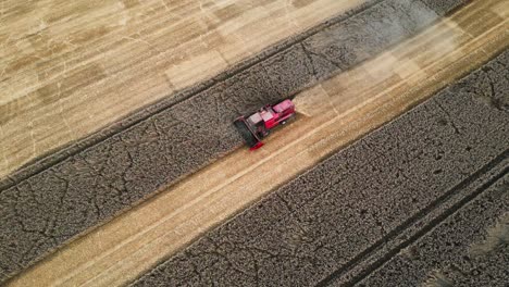 Efficient-modern-farming:-Drone-captures-a-combine-harvester-harvesting,-threshing,-sorting-golden-grains-in-a-wheat-field