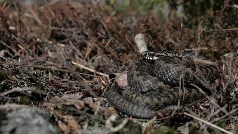 Viper-warming-up-in-the-wild,-snake-after-winter-in-spring