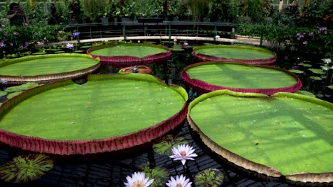 Wunderschöne-Riesige-Seerosenblätter-In-Kew-Gardens,-London