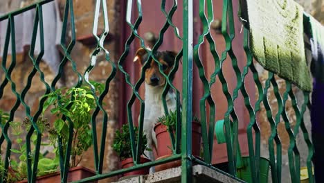 Dog-Sitting-Behind-The-Fence-Of-House-Balcony-In-Pitigliano,-Italy