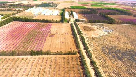 drone-aerial-shot-of-Plowed-farmland-with-fruit-tree-at-sunset