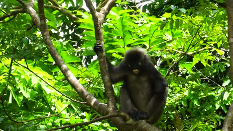 Mono-De-Anteojos-Relajante-Posado-En-Un-árbol-En-La-Isla-De-Langkawi,-Malasia