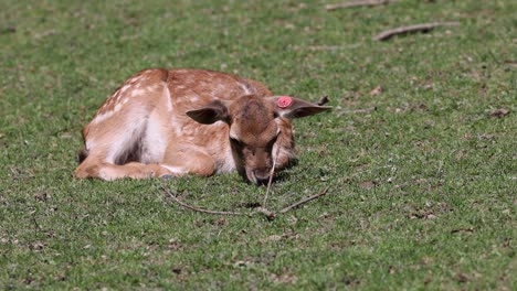 Close-up-shot-of-cute-little-fawn-resting-on-grass-field-during-hot-summer-day