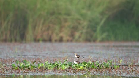 Pheasant-tailed-jacana-matting-in-breeding-Season-in-Lotus-Flower-Pond
