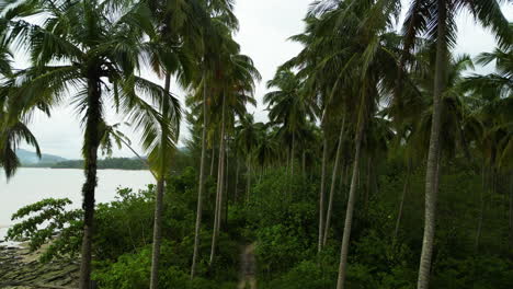 Schmaler-Pfad,-Der-Durch-Den-Palmenwald-An-Der-Küste-Thailands-Führt