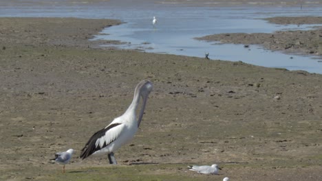 White-pelican-scratching-itself-with-beak