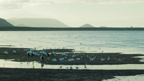 Pelicans-on-shore-Cairns-Esplanade,-static