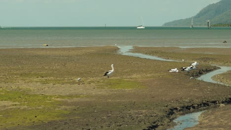 Group-pelicans-in-Cairns-Esplanade,-boat-background
