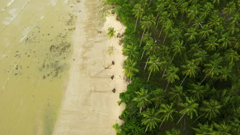 Tropical-Jungle-Coast-in-Thailand,-aerial-drone-view