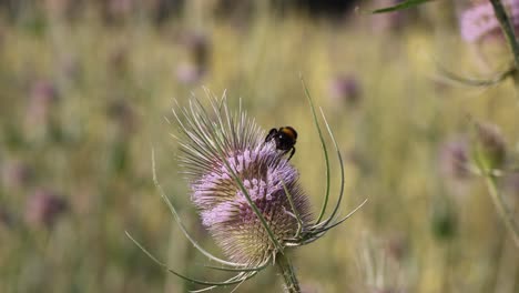 Close-up-shot-of-bumblebee-on-flower-gathering-nectar-during-summer-season