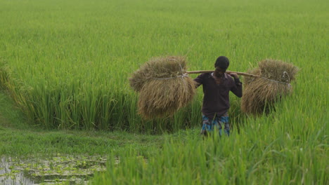 Los-Agricultores-Que-Transportan-Pesadas-Cargas-De-Arroz-En-El-Hombro-Durante-La-Temporada-De-Cosecha-De-Bangladesh---Agricultura-De-Bangladesh