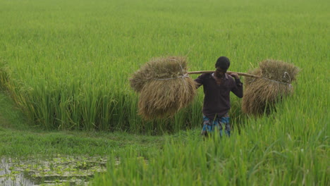 Landwirte,-Die-Während-Der-Erntesaison-Der-Bangladeschischen-Landwirtschaft-Schwere-Reislasten-Auf-Der-Schulter-Tragen