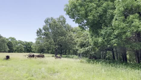 moving-in-shot,-wide-view-of-buffalos-bisons