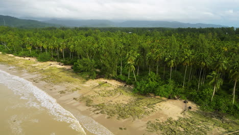 Tropical-palm-tree-forest-and-sandy-beach,-aerial-drone-view