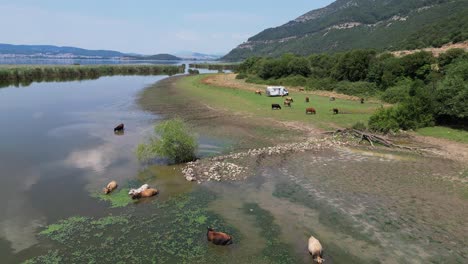 Vacas-Nadando-En-El-Lago-Ioannina-En-Grecia,-Rodeadas-De-Autocaravanas-Turísticas---Aérea