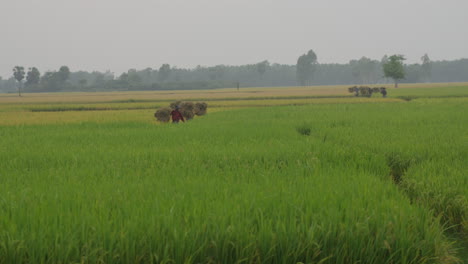 Los-Agricultores-Que-Transportan-Pesadas-Cargas-De-Arroz-En-El-Hombro-Durante-La-Temporada-De-Cosecha-De-Bangladesh---Agricultura-De-Bangladesh