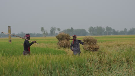 Landwirte,-Die-Während-Der-Erntesaison-Der-Bangladeschischen-Landwirtschaft-Schwere-Reislasten-Auf-Der-Schulter-Tragen