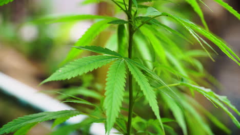 Grüne-Cannabispflanze,-Nahaufnahme