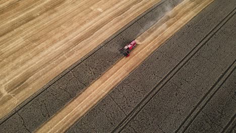 Agricultura-Moderna-Eficiente:-Un-Dron-Captura-Una-Cosechadora-Cosechando,-Trillando-Y-Clasificando-Granos-Dorados-En-Un-Campo-De-Trigo