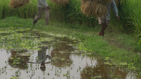 Bauern,-Die-Während-Der-Erntesaison-In-Bangladesch-Schwere-Reislasten-Auf-Der-Schulter-Tragen-–-Wandern-Durch-Wasser-–-Bangladeschische-Landwirtschaft
