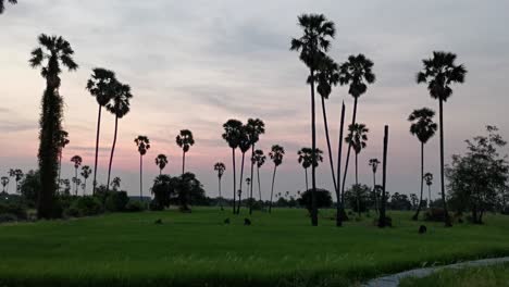 Dongtan-Sam-Khok-Landscape-of-Tall-Palm-Trees-with-Rice-Fields-in-Thailand