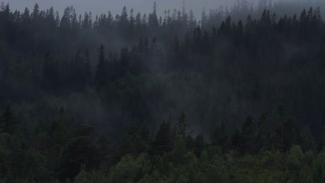 Feine-Neblige-Wolken-Auf-Nadelbaumwald-Bei-Tageslicht