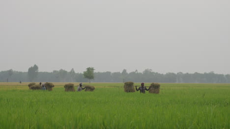 Landwirte,-Die-Während-Der-Erntesaison-Der-Bangladeschischen-Landwirtschaft-Schwere-Reislasten-Auf-Der-Schulter-Tragen