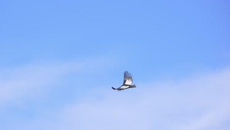 Adult-Andean-Condor-in-flight-showing-its-incredible-wingspan-of-three-meters