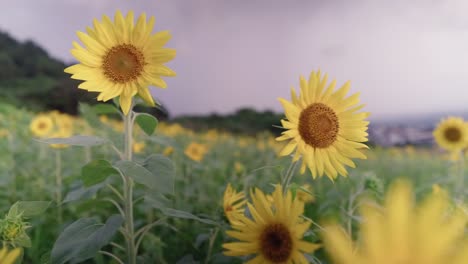 Genießen-Sie-Die-Atemberaubende-Schönheit-Leuchtender-Sonnenblumen-Bei-Sonnenuntergang,-Einem-Goldfarbenen-Feld-Mit-Blick-Auf-Den-Strand-Von-Gimnyeong-Auf-Der-Insel-Jeju,-Korea