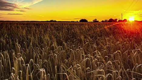 Wheat-Field-Crops-Illuminated-By-Bright-Sunlight-During-Daylight