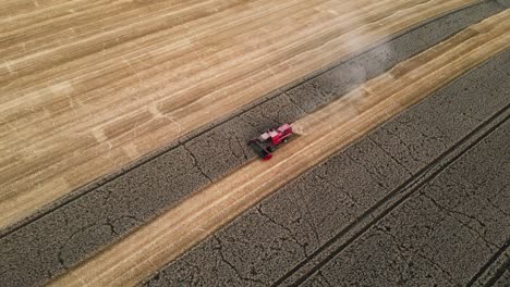 Agricultura-Moderna-Eficiente:-Un-Dron-Captura-Una-Cosechadora-Cosechando,-Trillando-Y-Clasificando-Granos-Dorados-En-Un-Campo-De-Trigo