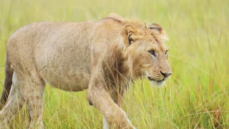 Fauna-Africana-En-Maasai-Mara,-Joven-León-Macho-Merodeando-Caminando-Por-Las-Verdes-Y-Exuberantes-Llanuras-De-La-Reserva-Nacional-De-Kenia,-Animales-De-Safari-De-áfrica-En-La-Conservación-Del-Norte-De-Masai-Mara