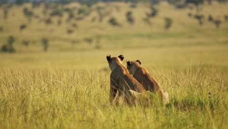 Slow-Motion-Shot-of-Lions-resting-in-the-evening-sun-sunset,-beautiful-African-Wildlife-in-Maasai-Mara-National-Reserve,-Kenya-Big-5,-Africa-tourism-to-see-safari-animals