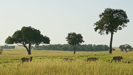 Zeitlupenaufnahme-Einer-Gruppe-Von-Löwen,-Die-Gemeinsam-über-Die-Masai-Mara-Laufen,-Zusammenarbeiten,-Den-Standort-Wechseln,-Afrikanische-Tierwelt-In-Kenia,-Afrikanische-Safaritiere-Im-Naturschutzgebiet-Masai-Mara-Nord
