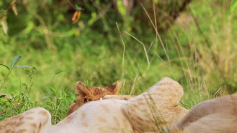 Lindos-Cachorros-De-León-Jugando-Descaradamente-Entre-Sí-Y-Con-Su-Madre-Juguetonamente,-Los-Cinco-Grandes-5-Vida-Silvestre-Africana-En-La-Reserva-Nacional-De-Masai-Mara,-Kenia,-Animales-De-Safari-En-áfrica