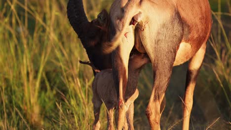 Slow-Motion-Shot-of-Newborn-baby-cute-Topi-just-been-born-close-to-mother's-side-feeding,-African-Wildlife-in-Maasai-Mara-National-Reserve,-Kenya,-Africa-Safari-Animals-in-Masai-Mara